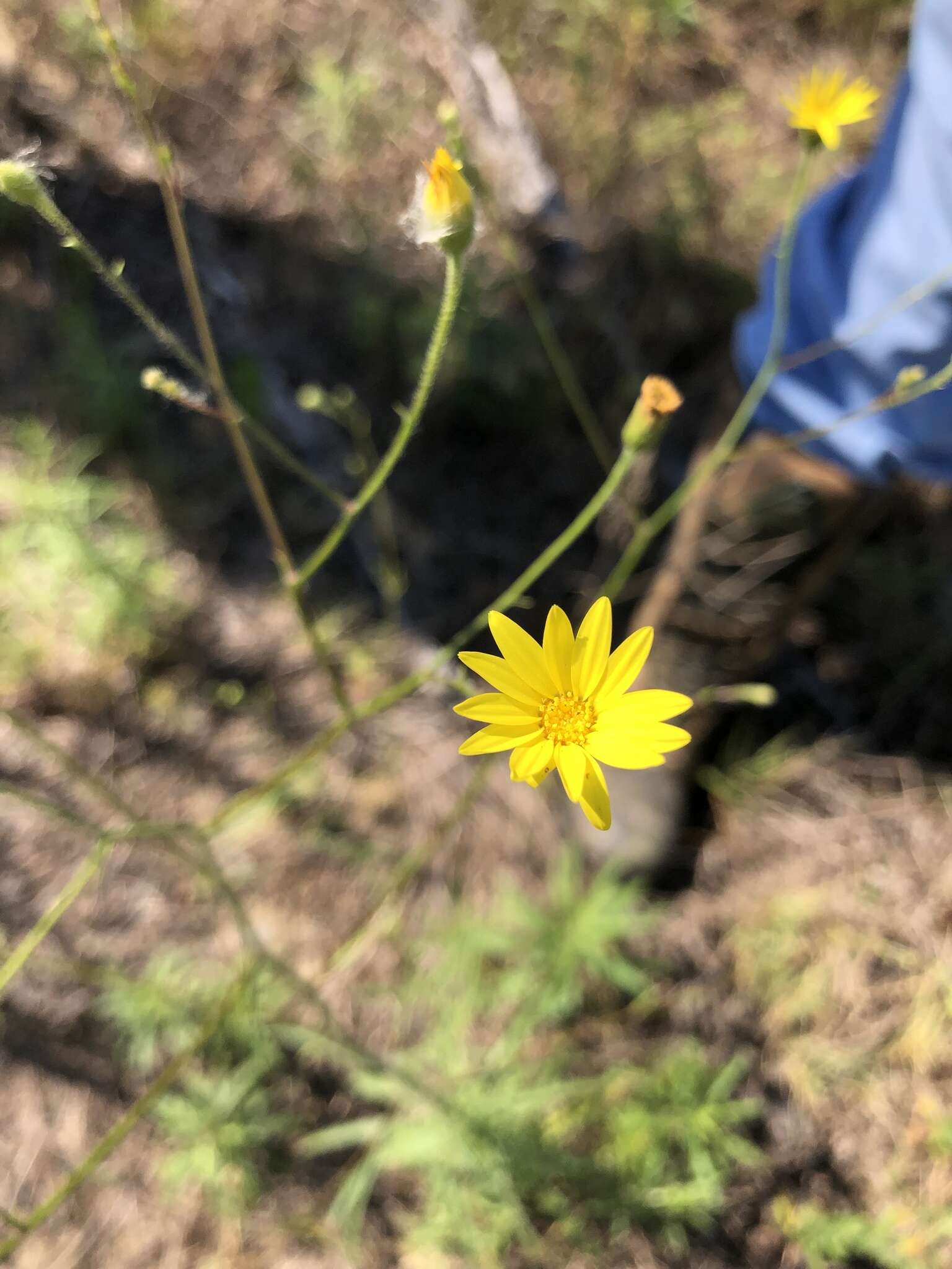 Image of Hooker's scratchdaisy