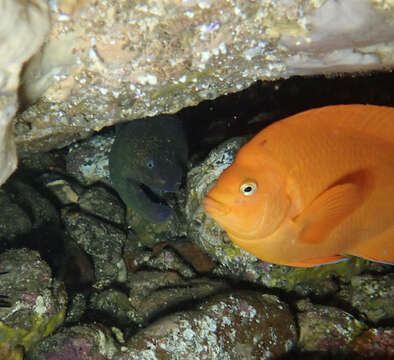 Image of California moray