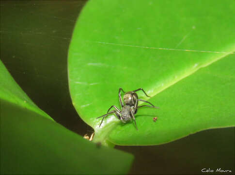 Image of Myrmecotypus niger Chickering 1937