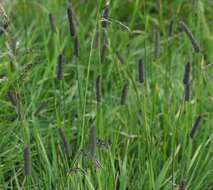 Image of Phleum alpinum subsp. rhaeticum Humphries