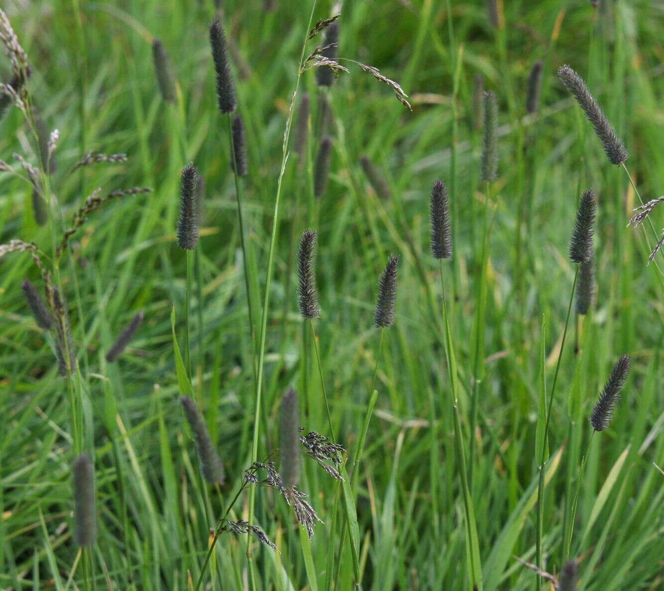 Phleum alpinum subsp. rhaeticum Humphries的圖片