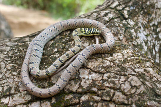 Image of Indian flying snake