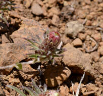 Image of Chaetanthera chilensis (Willd.) DC.