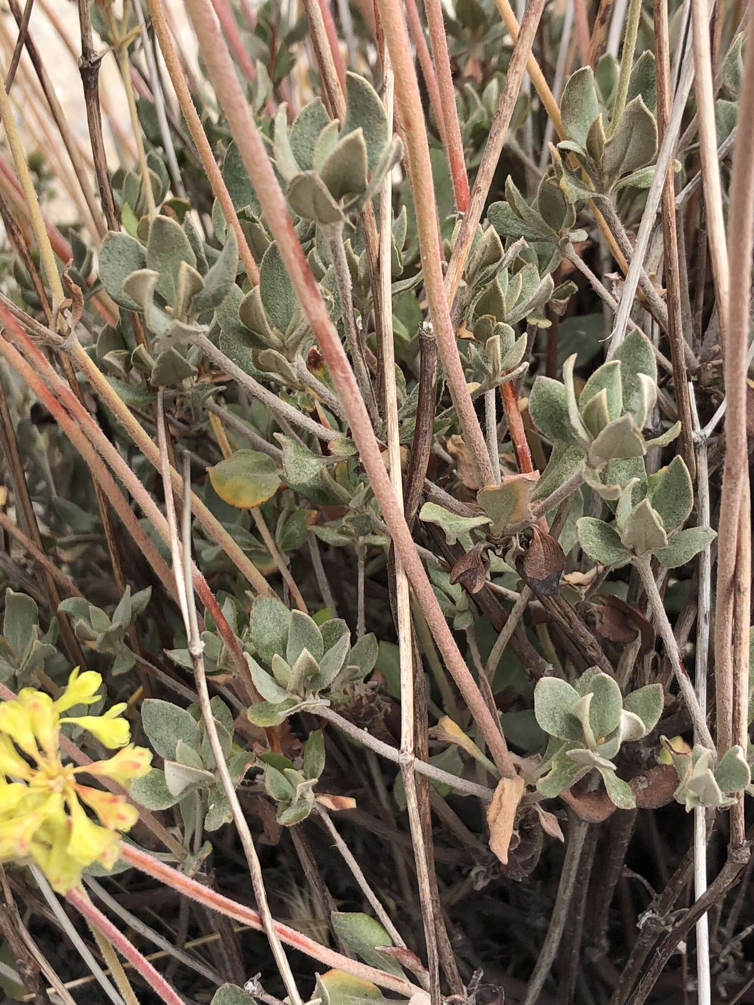 Image of Munz's buckwheat