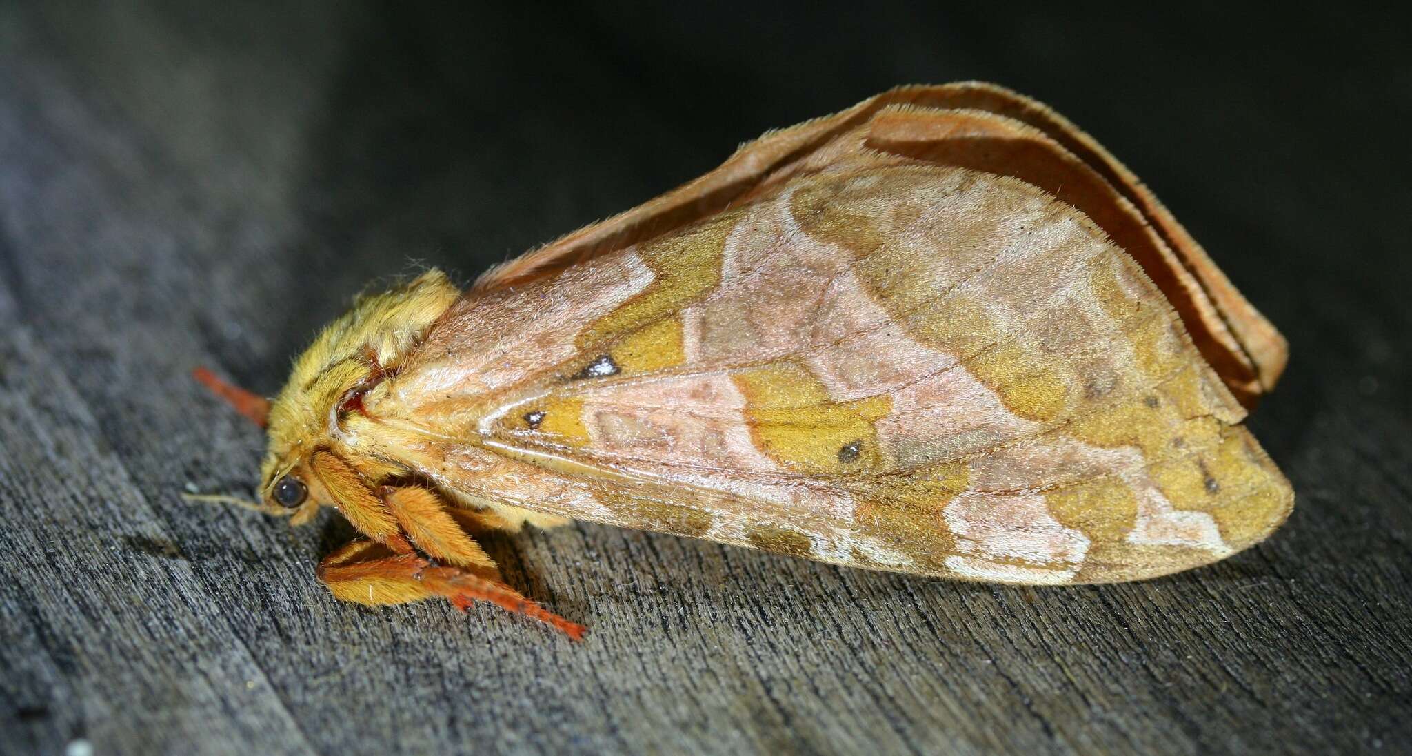 Image of Four-spotted Ghost Moth