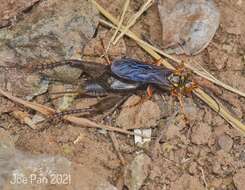 Image of Golden cricket wasp