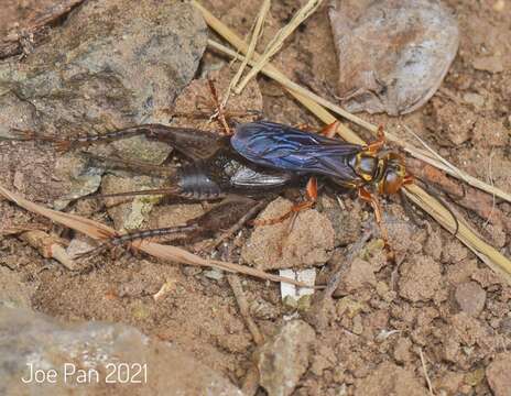 Image of Golden cricket wasp