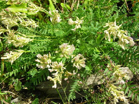 Слика од Oxytropis campestris subsp. tyroliensis (Fritsch) Leins & Merxm.