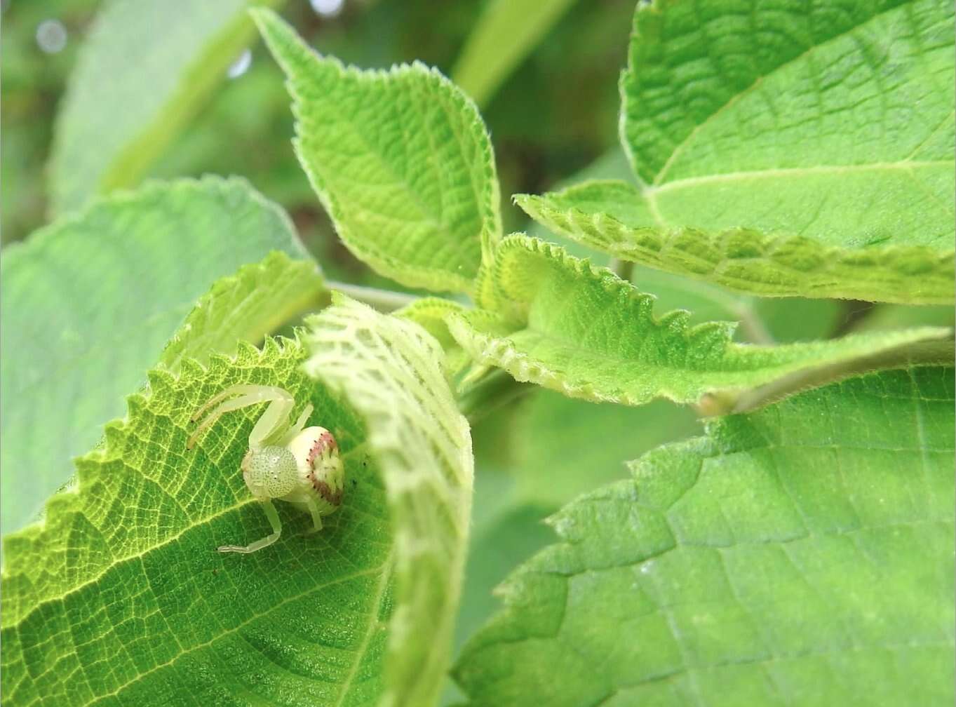 Image of Massuria bellula Xu, Han & Li 2008