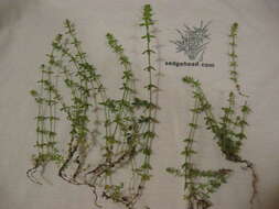 Image of piedmont bedstraw