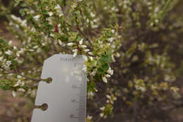 Image of Leucopogon cordifolius Lindl.