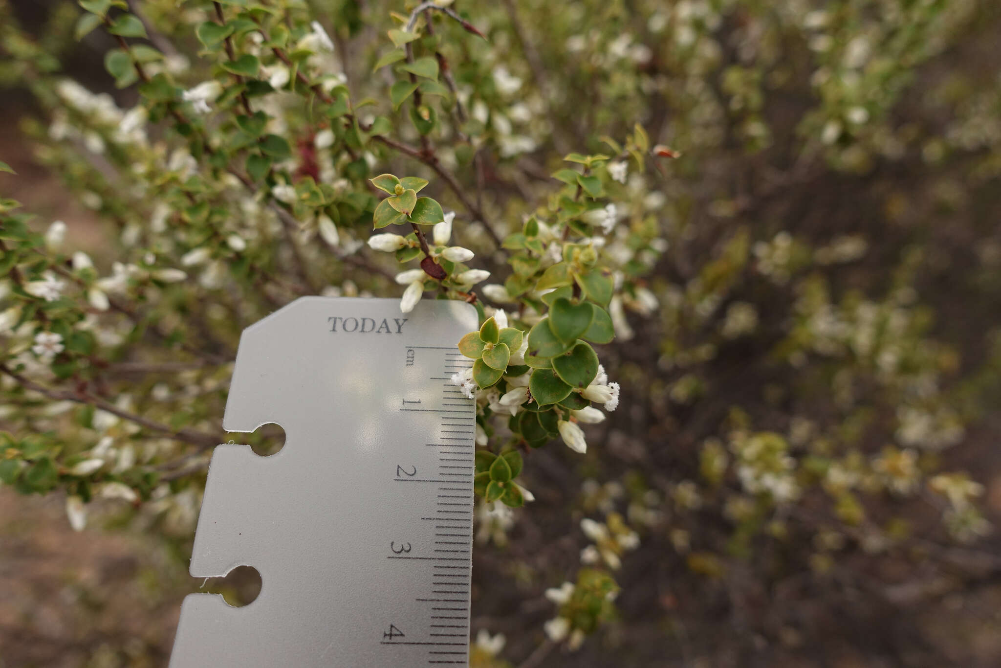 Image of Leucopogon cordifolius Lindl.