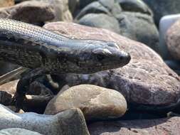 Image of Shore skink