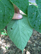 Image of American Basswood