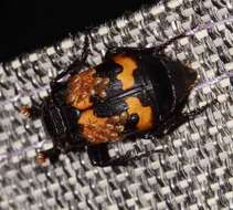 Image of Nicrophorus (Nicrophorus) investigator (Zetterstedt 1824)