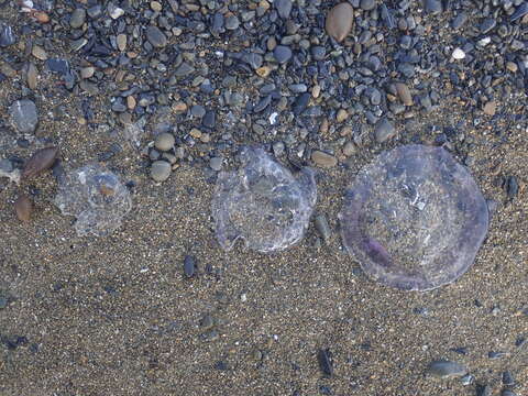 Image of crystal jelly