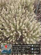 Imagem de <i>Genista hirsuta</i> subsp. <i>lanuginosa</i>