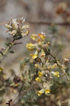 Image of Aspalathus heterophylla subsp. lotoides (Thunb.) R. Dahlgren