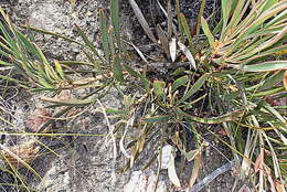 Image of Protea tenax (Salisb.) R. Br.