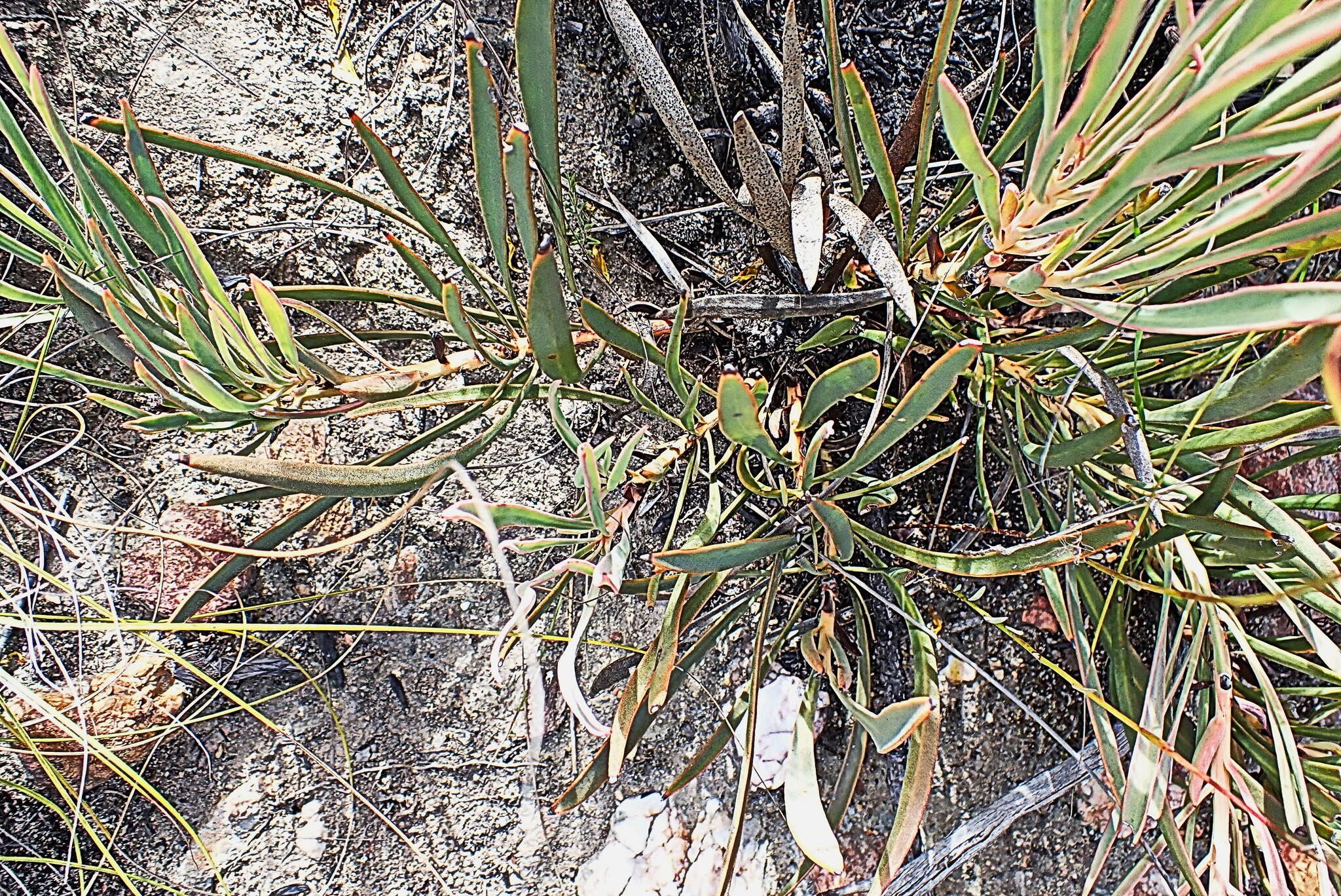 Image of Protea tenax (Salisb.) R. Br.