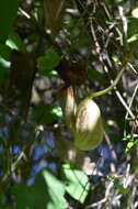 Image of Aristolochia macroura Gomez