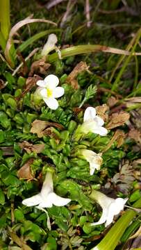 Image of Euphrasia petriei Ashwin