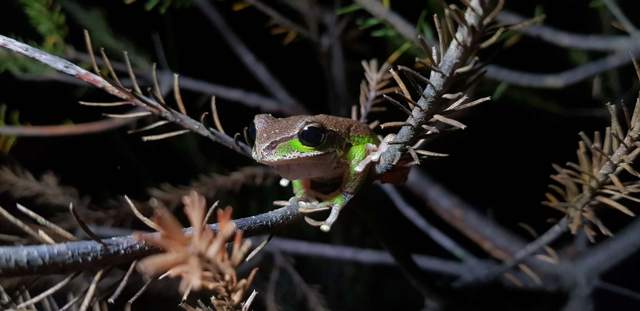 Image of Blue Mountains Tree Frog