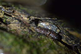 Image of Cumberland Dusky Salamander