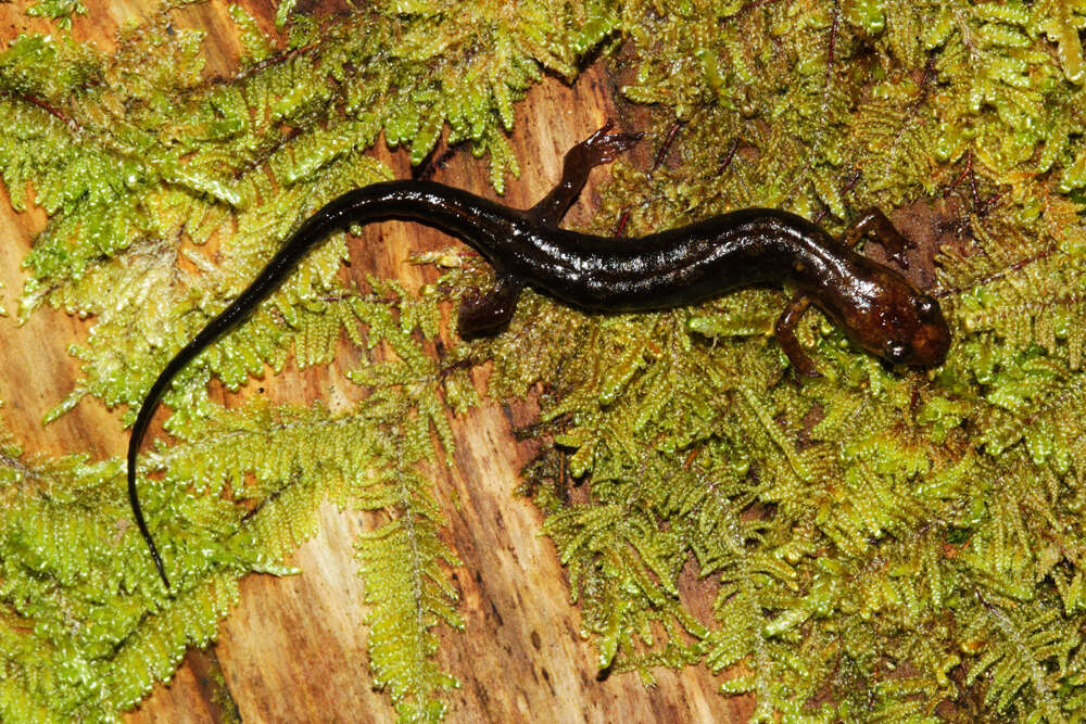 Image of Imitator Salamander