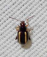 Image of Elongate Flea Beetle