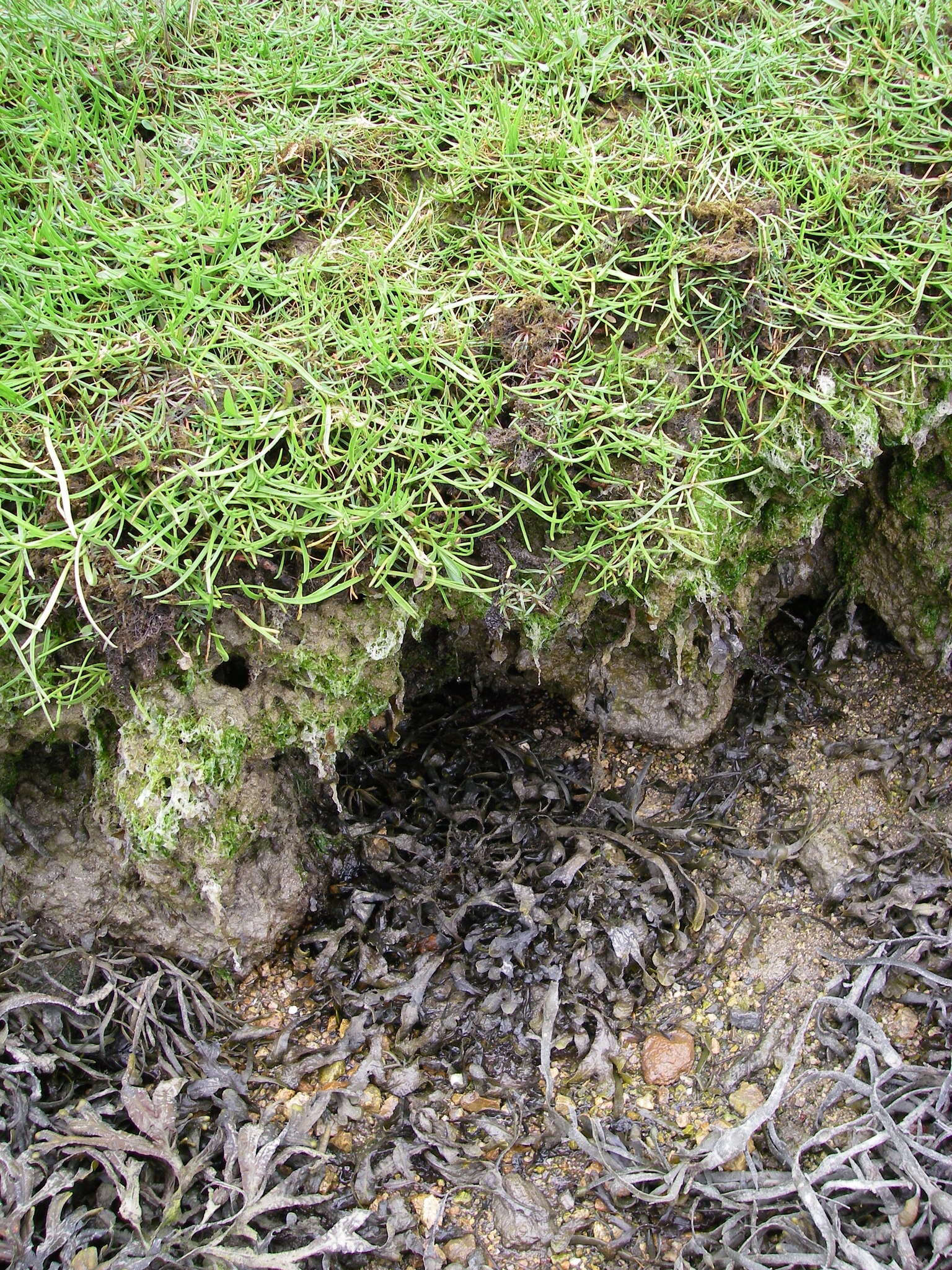 Image of Bostrychia scorpioides