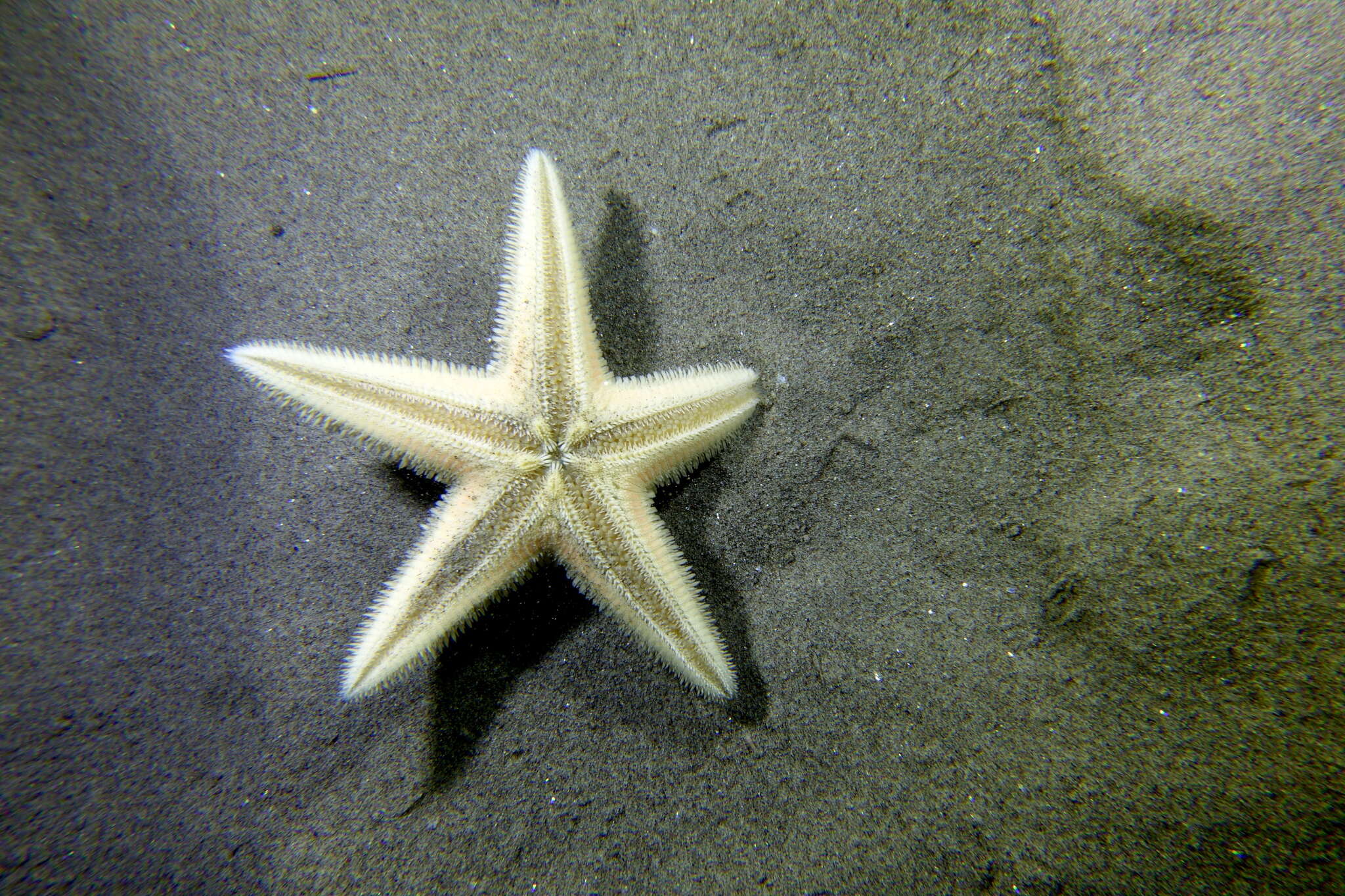 Image of Astropecten jonstoni (Delle Chiaje 1827)