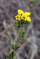 Plancia ëd Calycadenia fremontii A. Gray