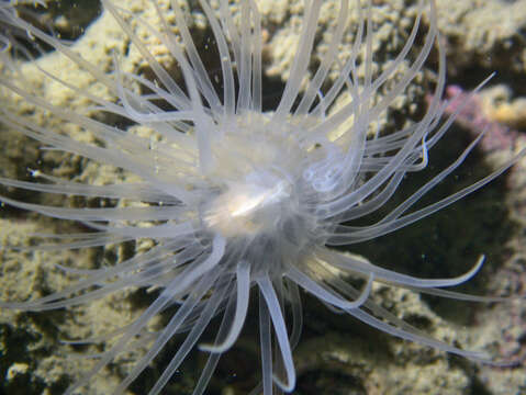 Image of sealoch anemone