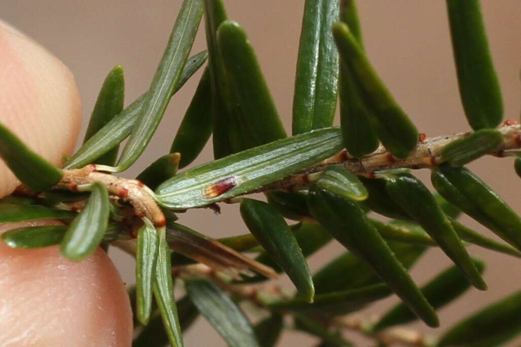 Image of Elongate hemlock scale