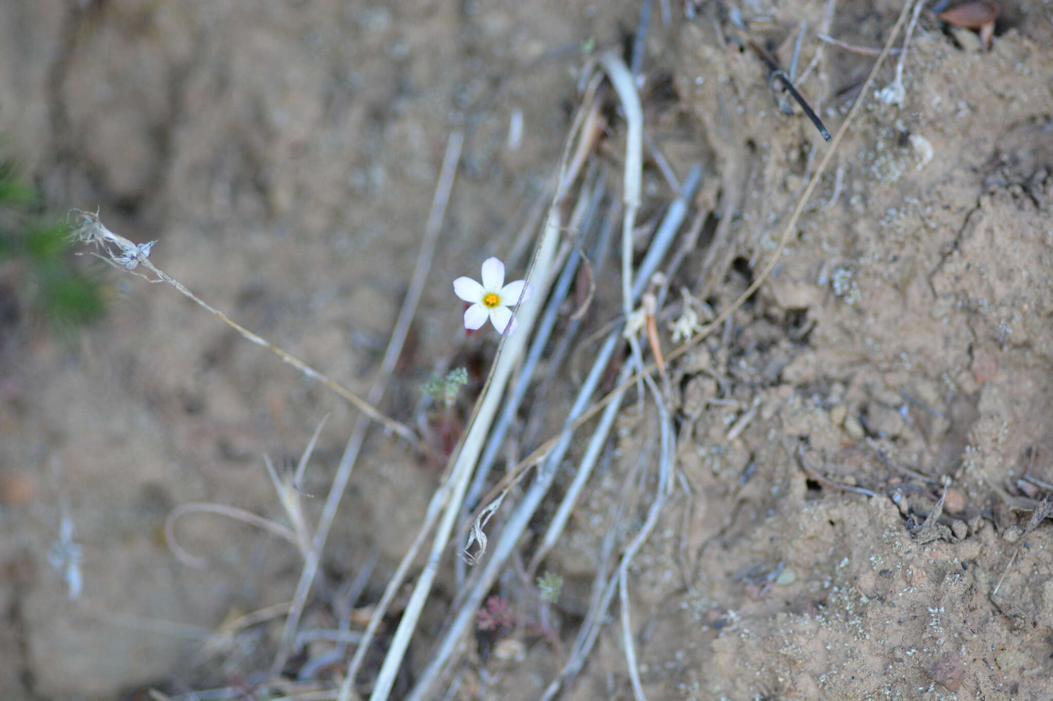 Image of Coast Range linanthus