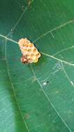 Image of Polistes takasagonus Sonan 1943