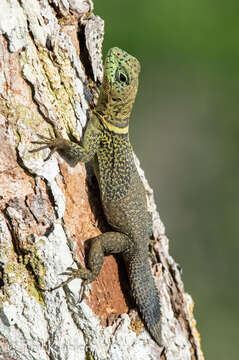 Image of Tropical Thornytail Iguana