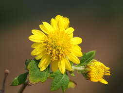 Image of Chrysanthemum lavandulifolium var. tomentellum Hand.-Mazz.