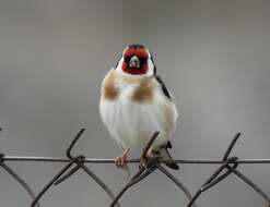 Image of Carduelis carduelis balcanica Sachtleben 1919