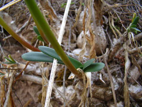 Image of Nerine humilis (Jacq.) Herb.