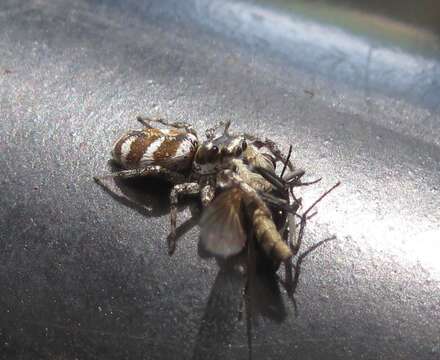 Image of Zebra spider