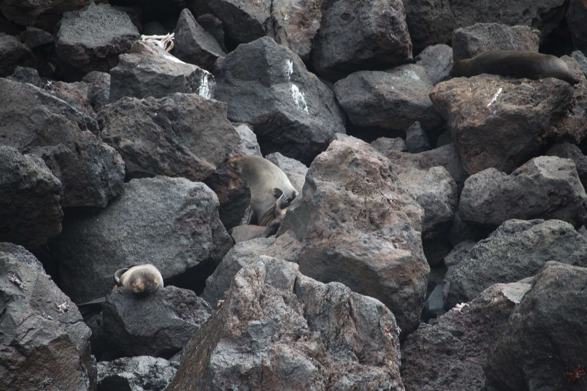 Image de Arctocéphale des Galapagos