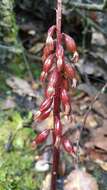 Image of Corallorhiza striata var. involuta (Greenm.) Freudenst.