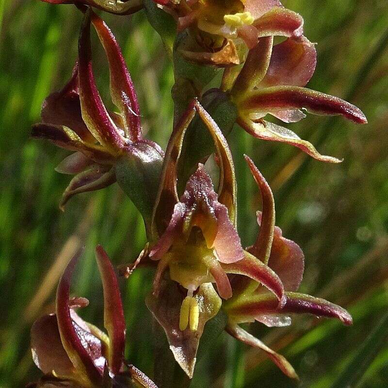 Image of Summer leek orchid