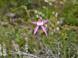 Image of Caladenia startiorum Hopper & A. P. Br.