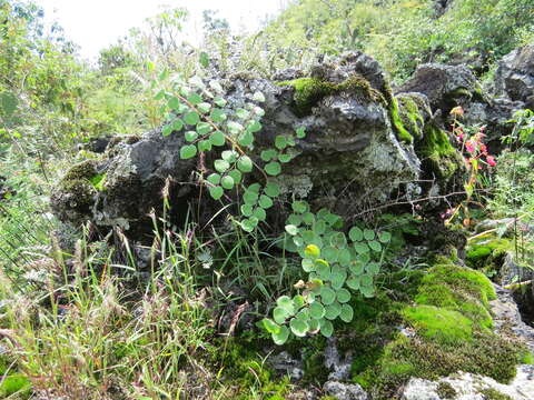 Image de Pellaea cordifolia (Sessé & Moc.) A. R. Sm.