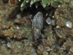 Image of Clover Seed Weevil