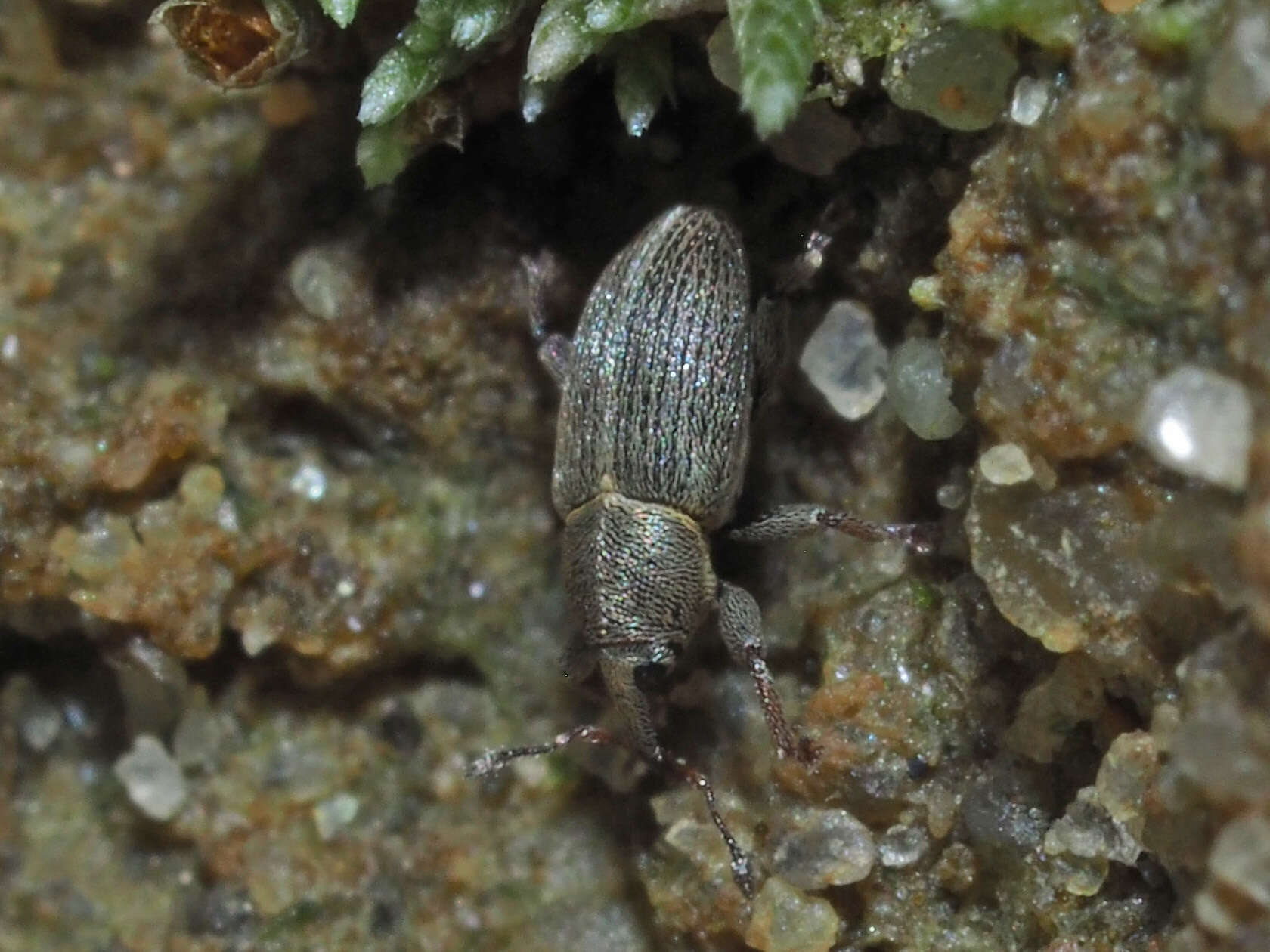 Image of Clover Seed Weevil