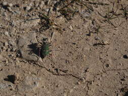 Image of Cicindela (Cicindela) maroccana Fabricius 1801